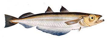 www.Pelagic.fish